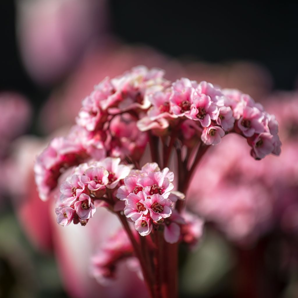 Bergenia Eden's Magic Giant - Hortensia de invierno