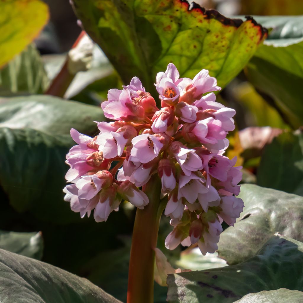 Bergenia Baby Doll - Hortensia de invierno