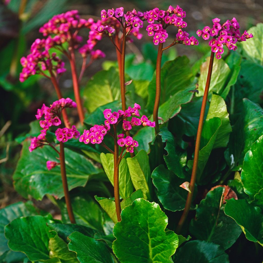 Bergenia cordifolia Morgenrote - Hortensia de invierno