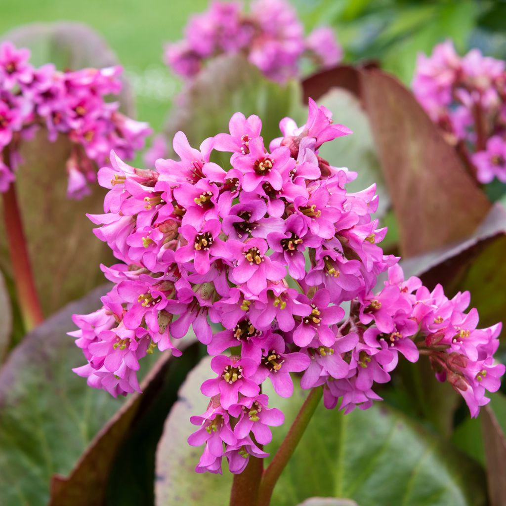 Bergenia cordifolia Morgenrote - Hortensia de invierno