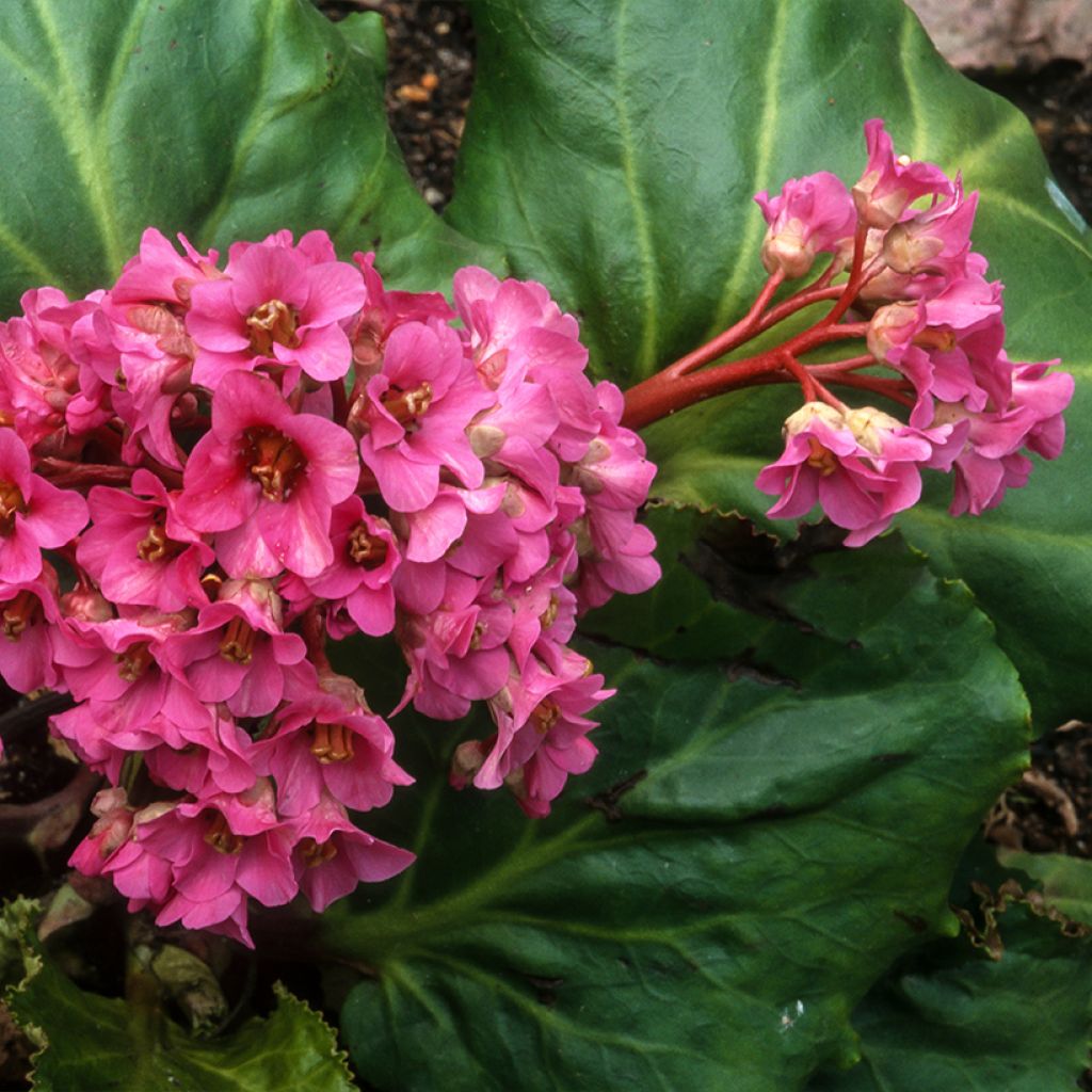 Bergenia cordifolia Morgenrote - Hortensia de invierno