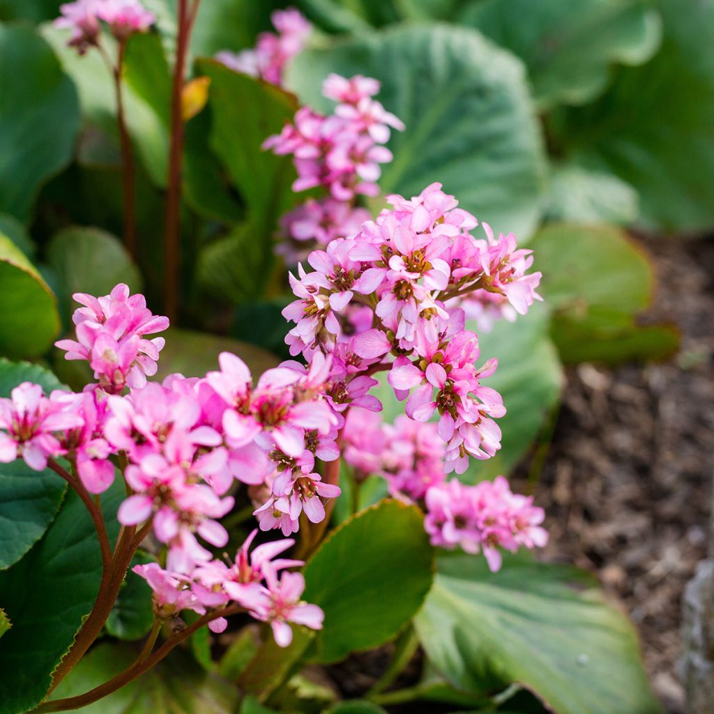 Bergenia cordifolia Rotblum - Hortensia de invierno