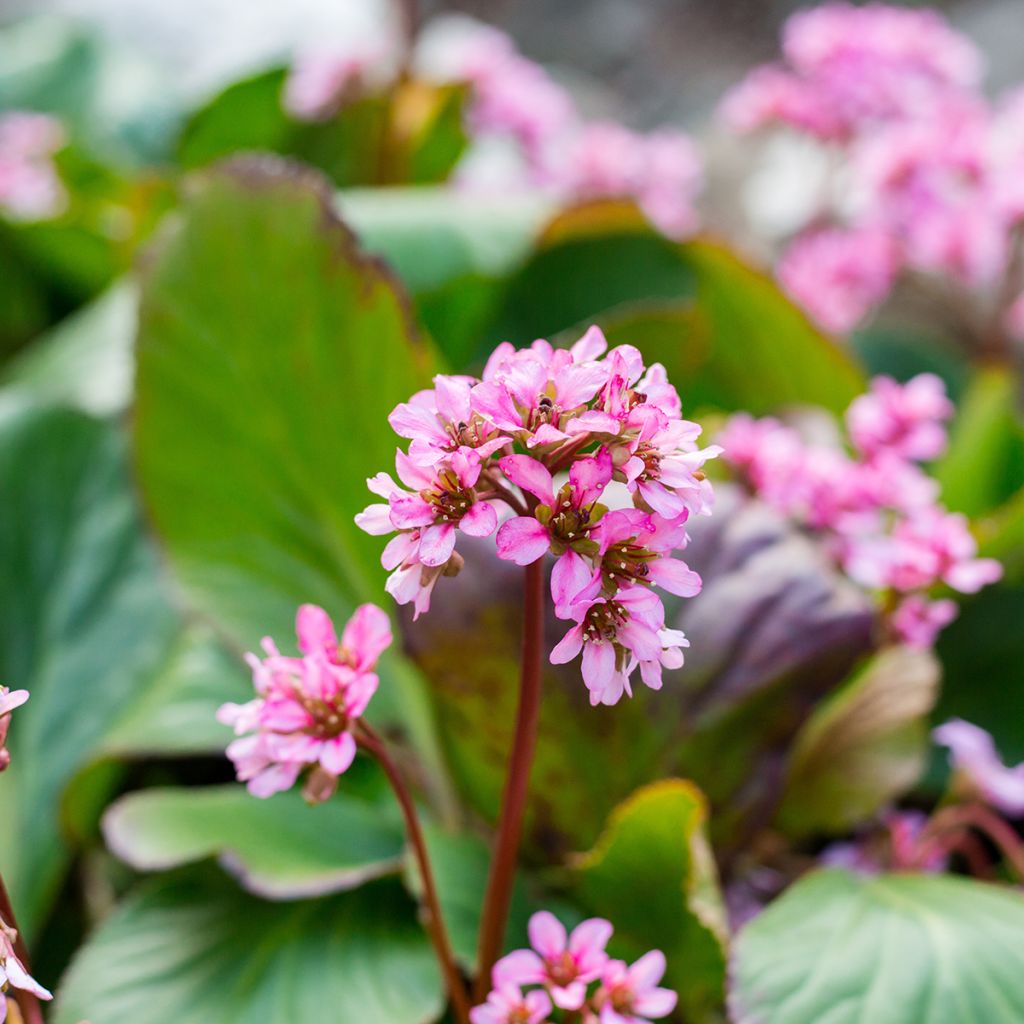 Bergenia cordifolia Rotblum - Hortensia de invierno