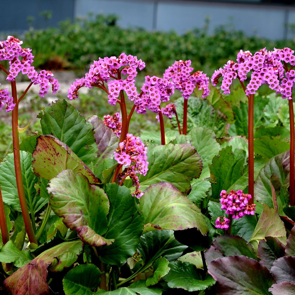 Bergenia cordifolia Rotblum - Hortensia de invierno