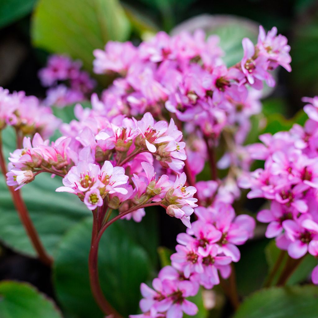 Bergenia cordifolia Rotblum - Hortensia de invierno