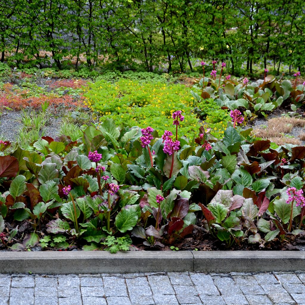 Bergenia cordifolia Rotblum - Hortensia de invierno