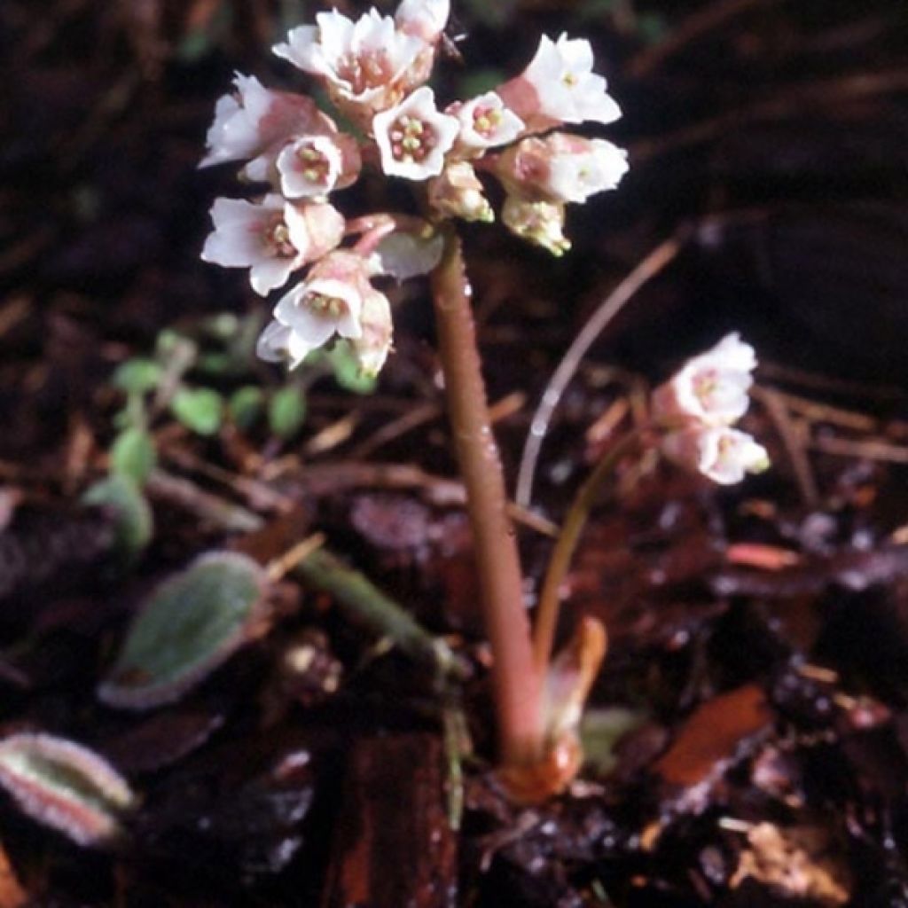 Bergenia ciliata