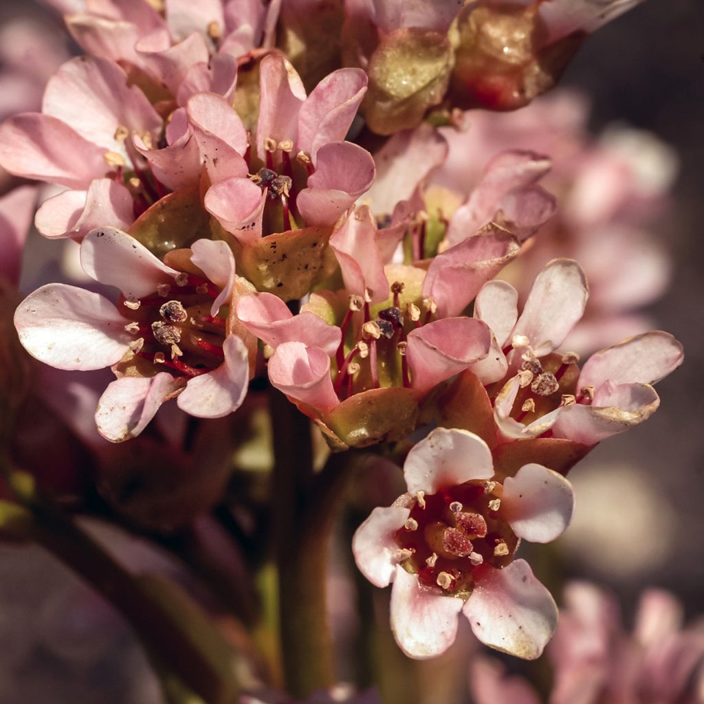 Bergenia ciliata