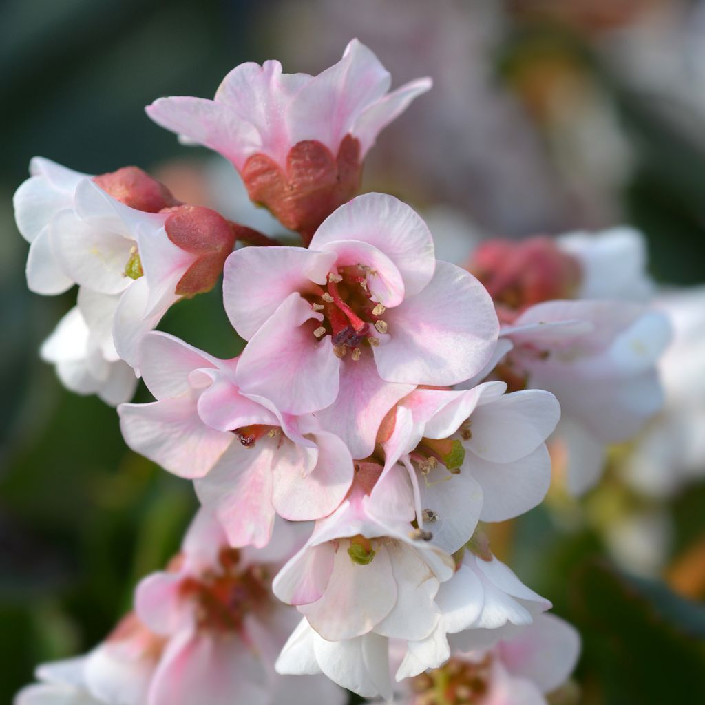 Bergenia Harzkristall - Hortensia de invierno