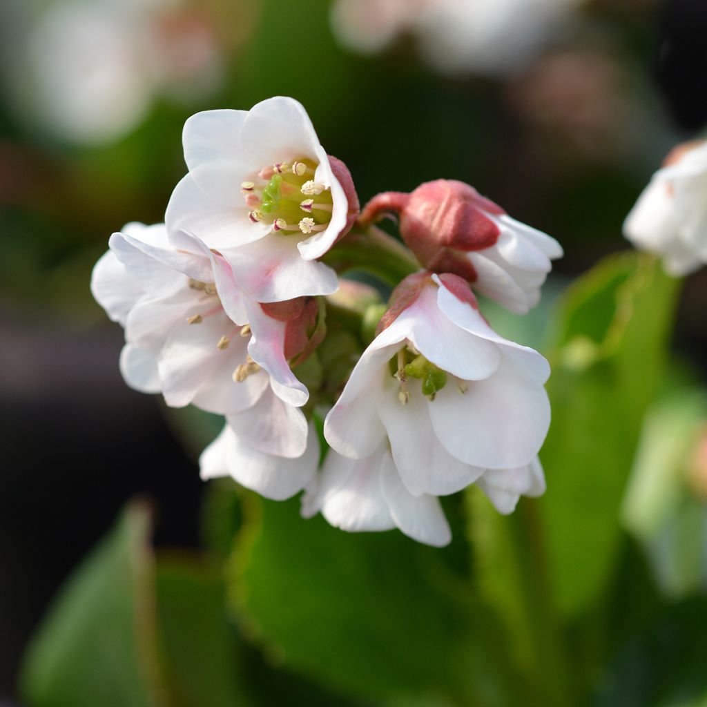 Bergenia Harzkristall - Hortensia de invierno