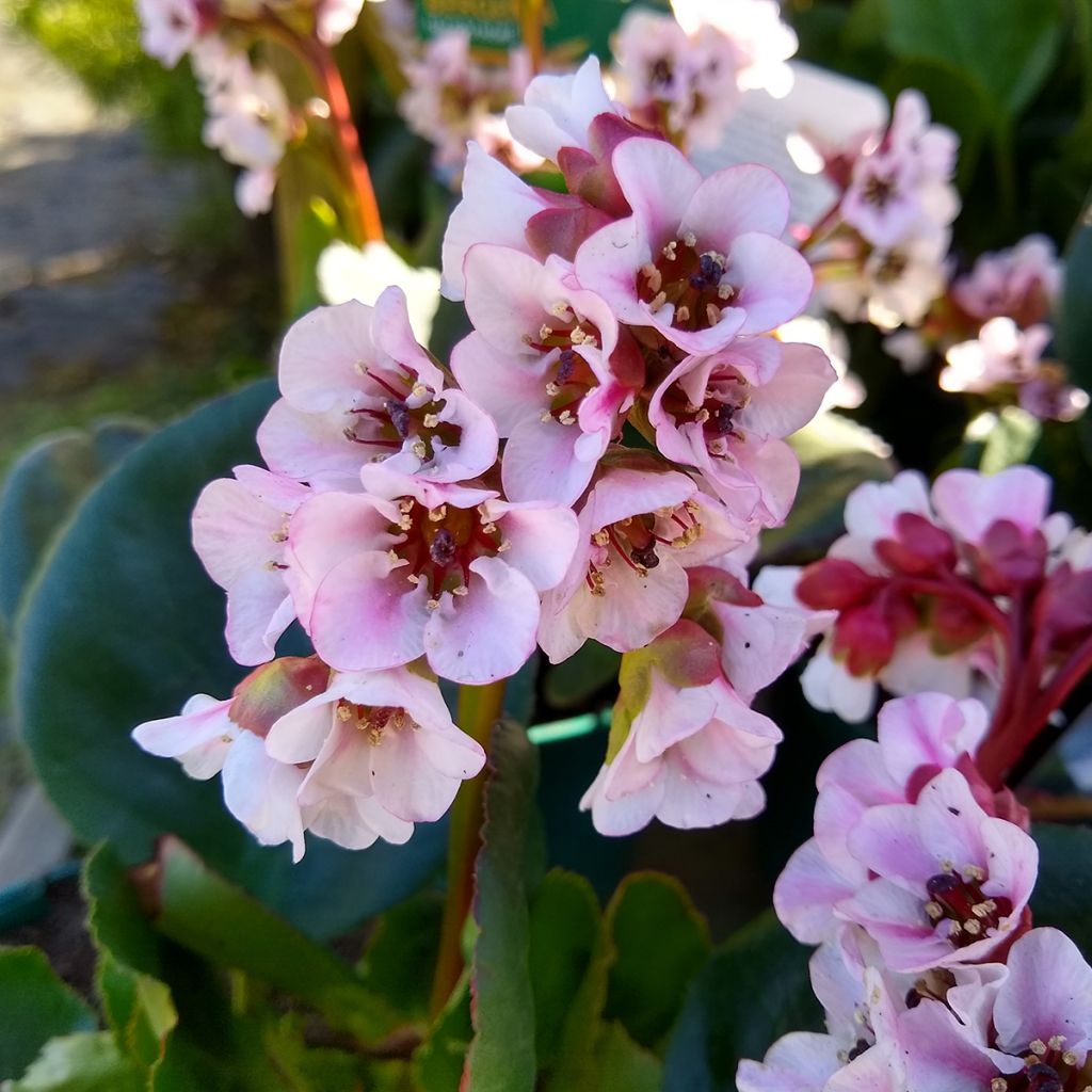 Bergenia Harzkristall - Hortensia de invierno