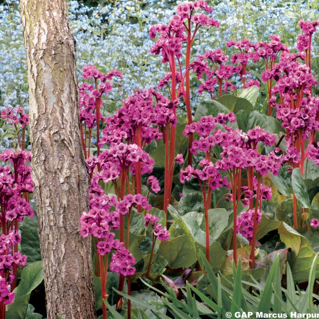 Bergenia purpurascens - Hortensia de invierno