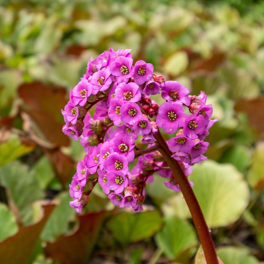 Bergenia purpurascens - Hortensia de invierno