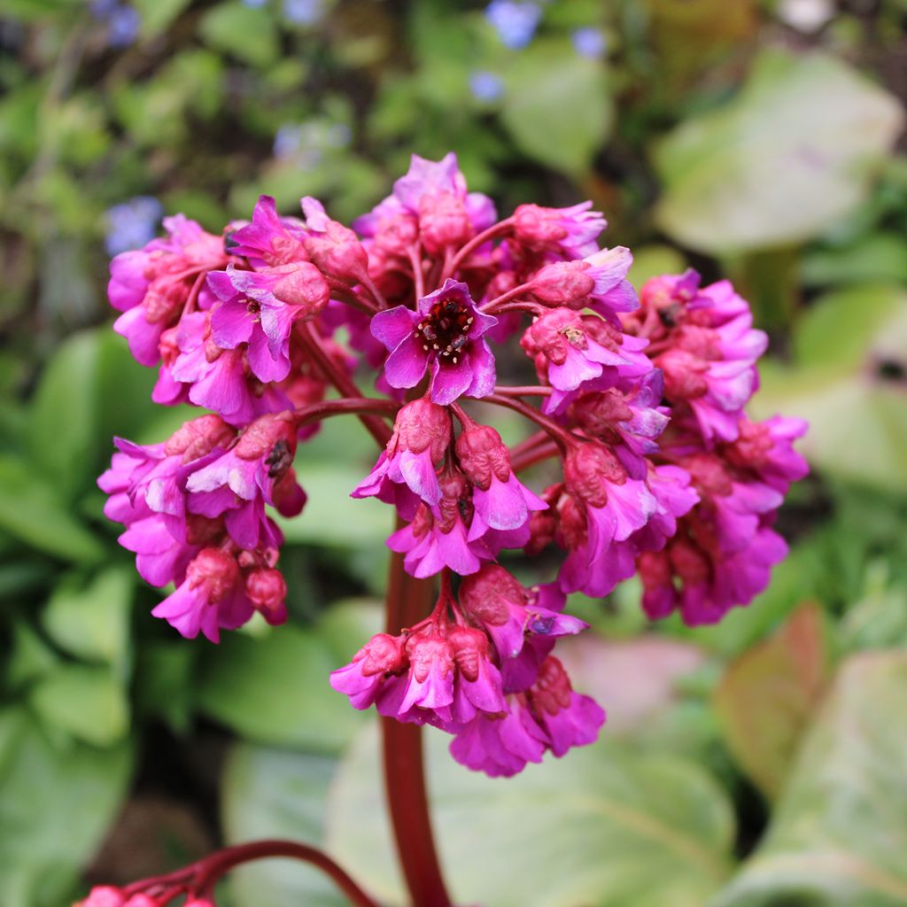 Bergenia purpurascens - Hortensia de invierno