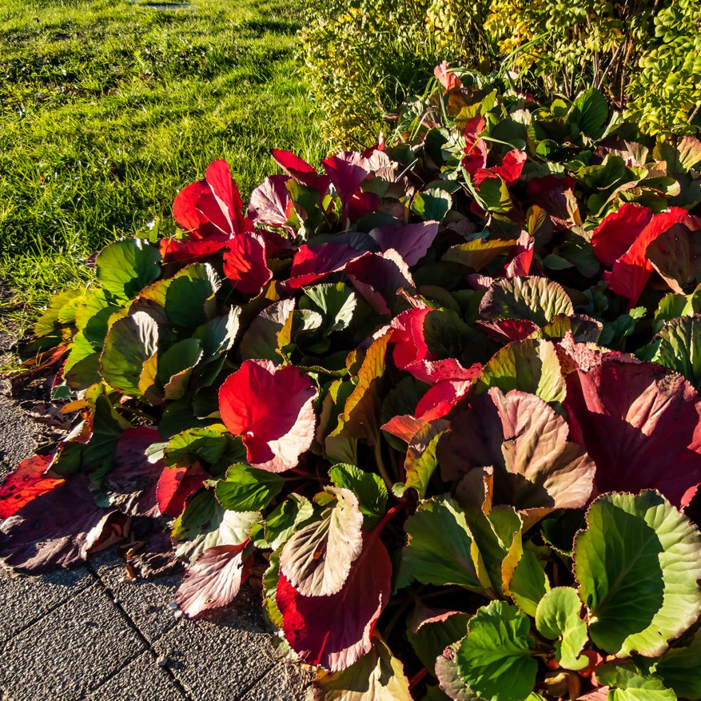 Bergenia purpurascens - Hortensia de invierno