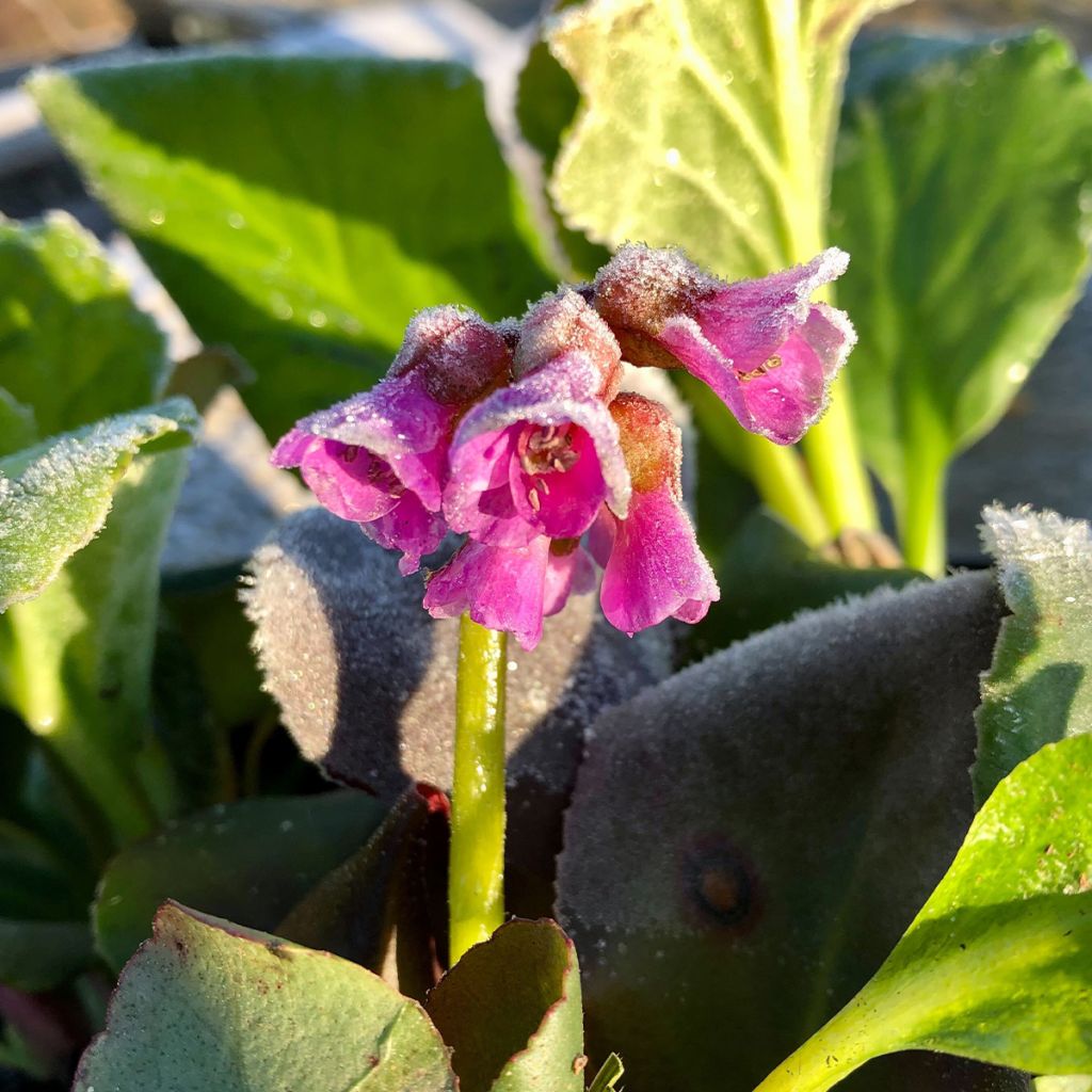 Bergenia purpurascens - Hortensia de invierno