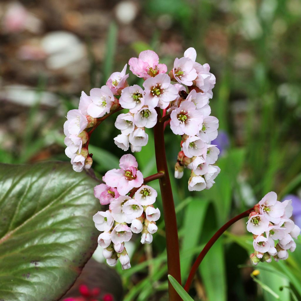 Bergenia schmidtii - Hortensia de invierno