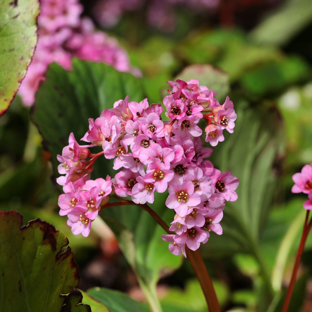 Bergenia schmidtii - Hortensia de invierno