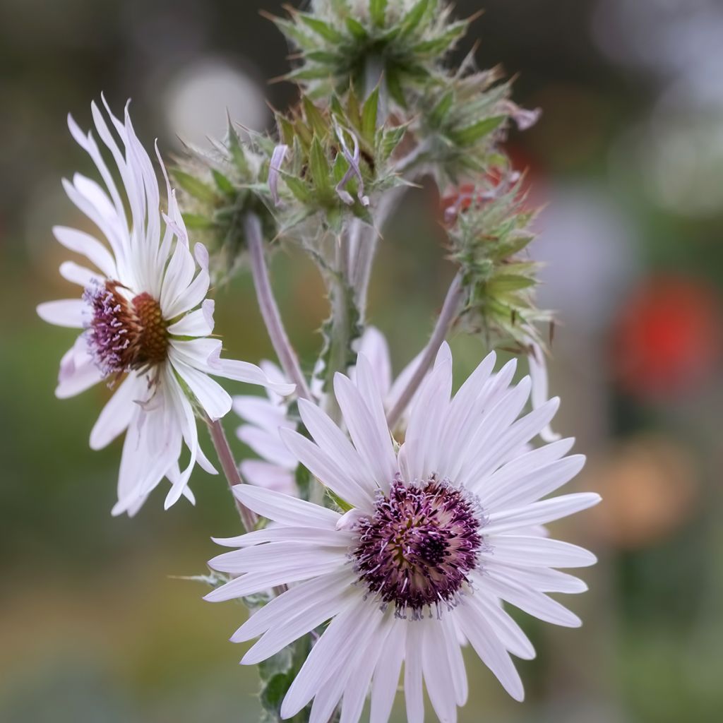 Berkheya purpurea - Guerrero zulú