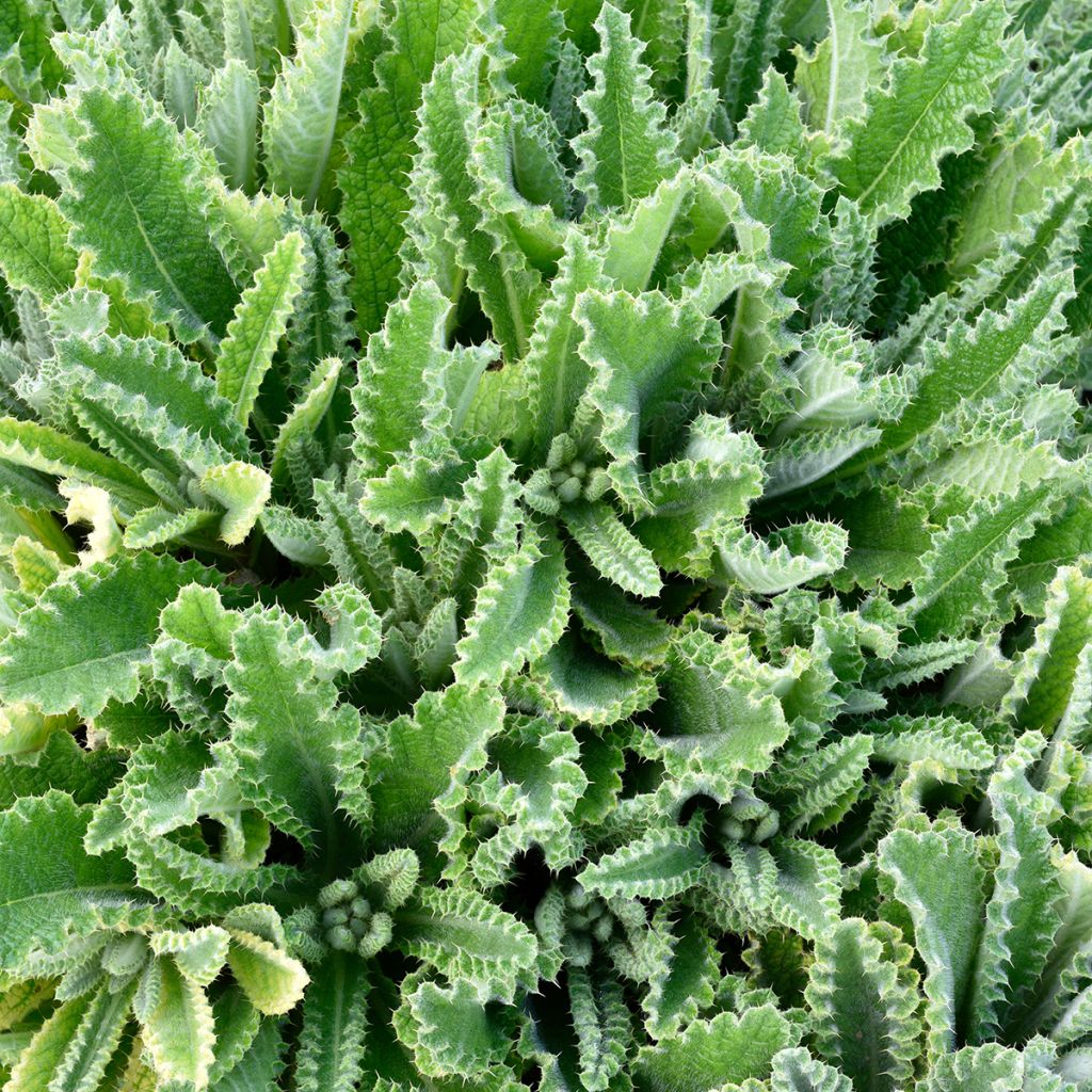 Berkheya purpurea - Guerrero zulú