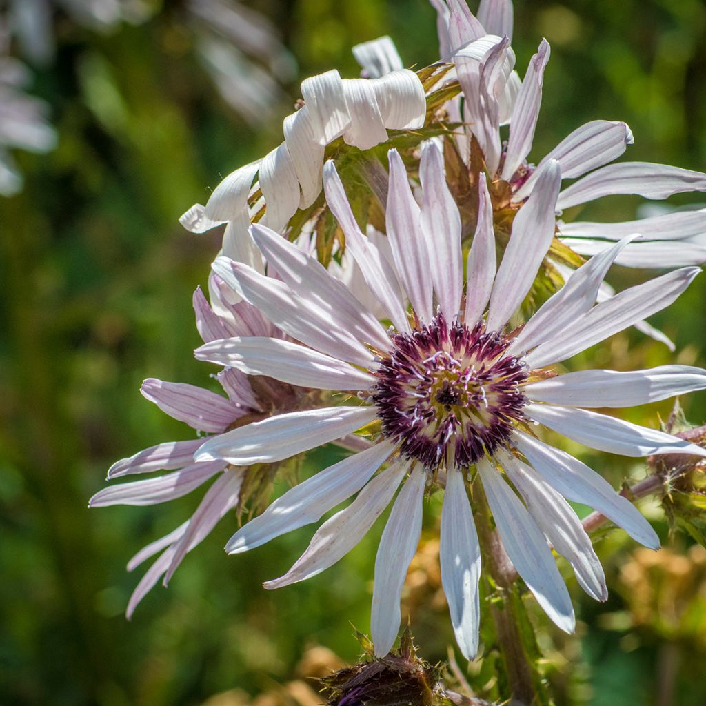 Berkheya purpurea - Guerrero zulú