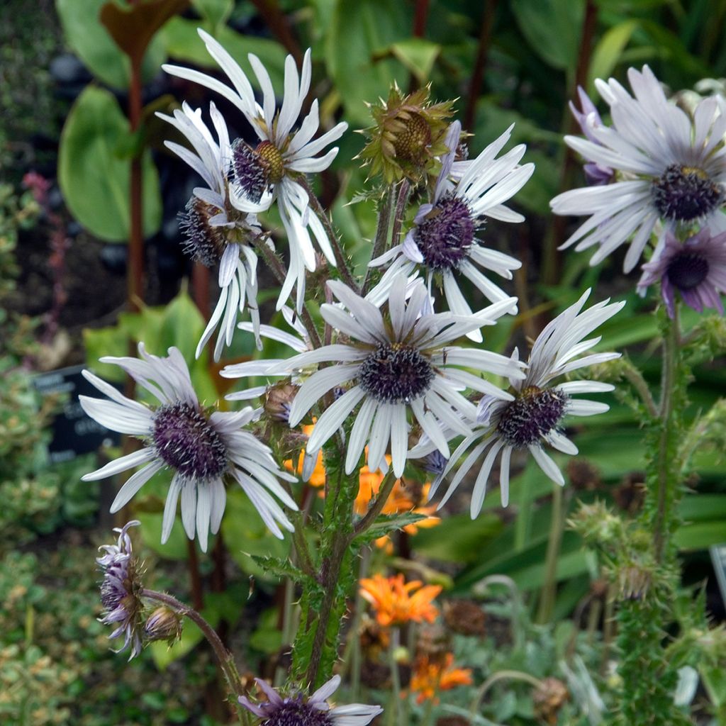 Berkheya purpurea - Guerrero zulú