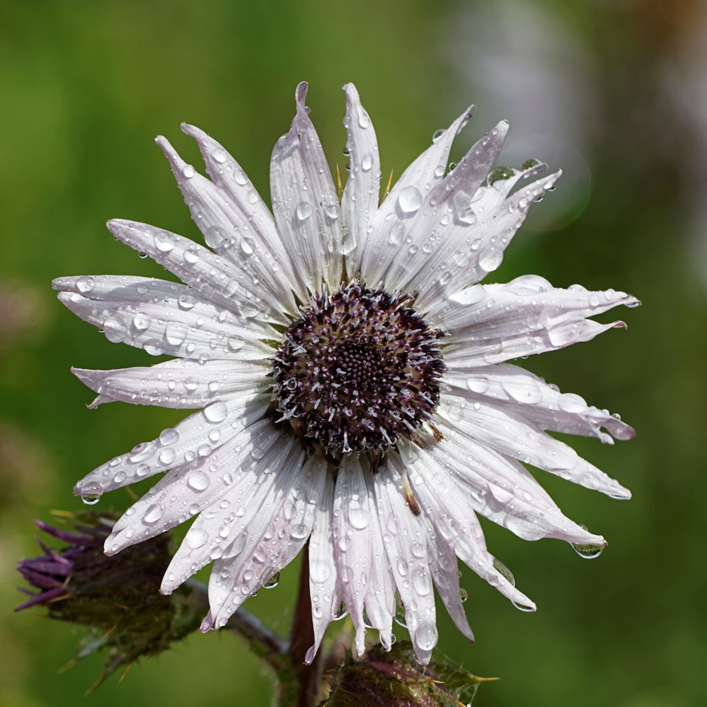 Berkheya purpurea - Guerrero zulú