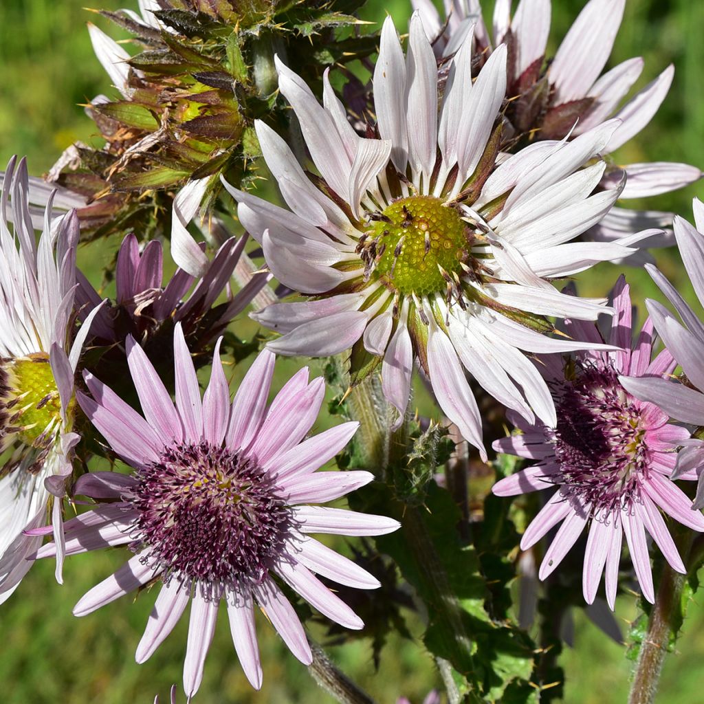 Berkheya purpurea - Guerrero zulú