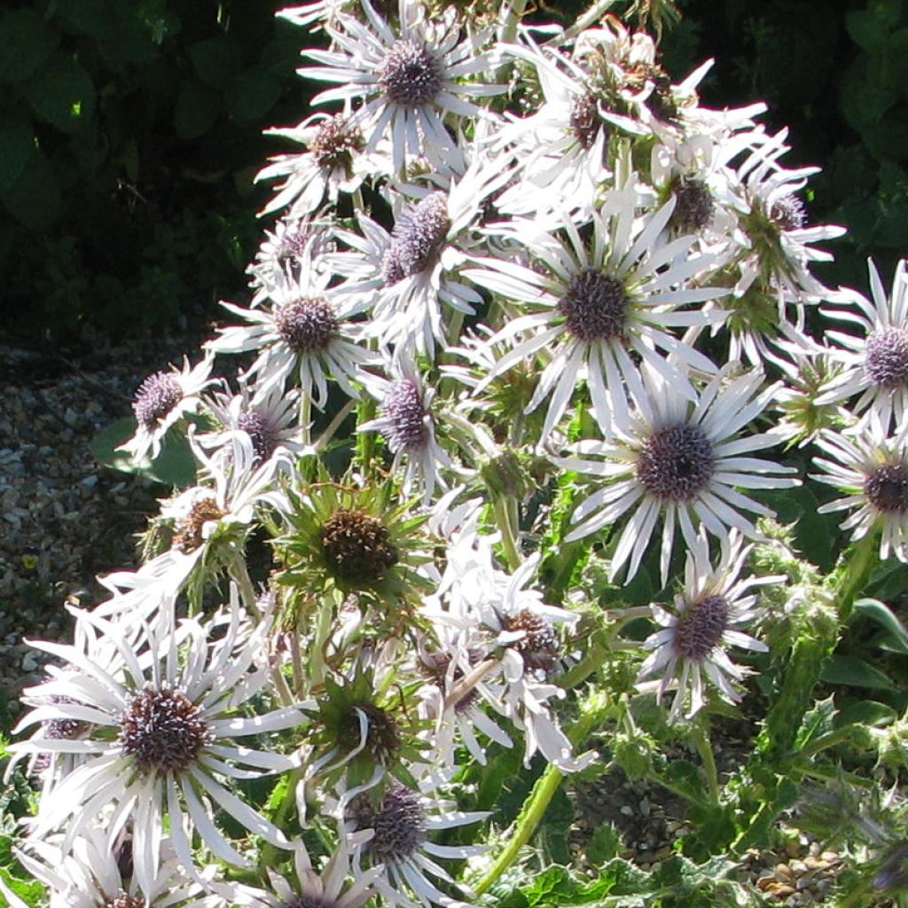 Berkheya purpurea