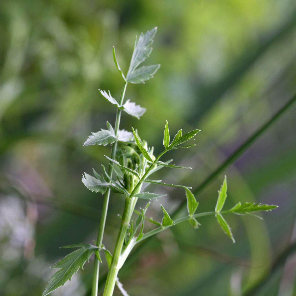 Berula erecta - Berle dressée, Cresson sauvage