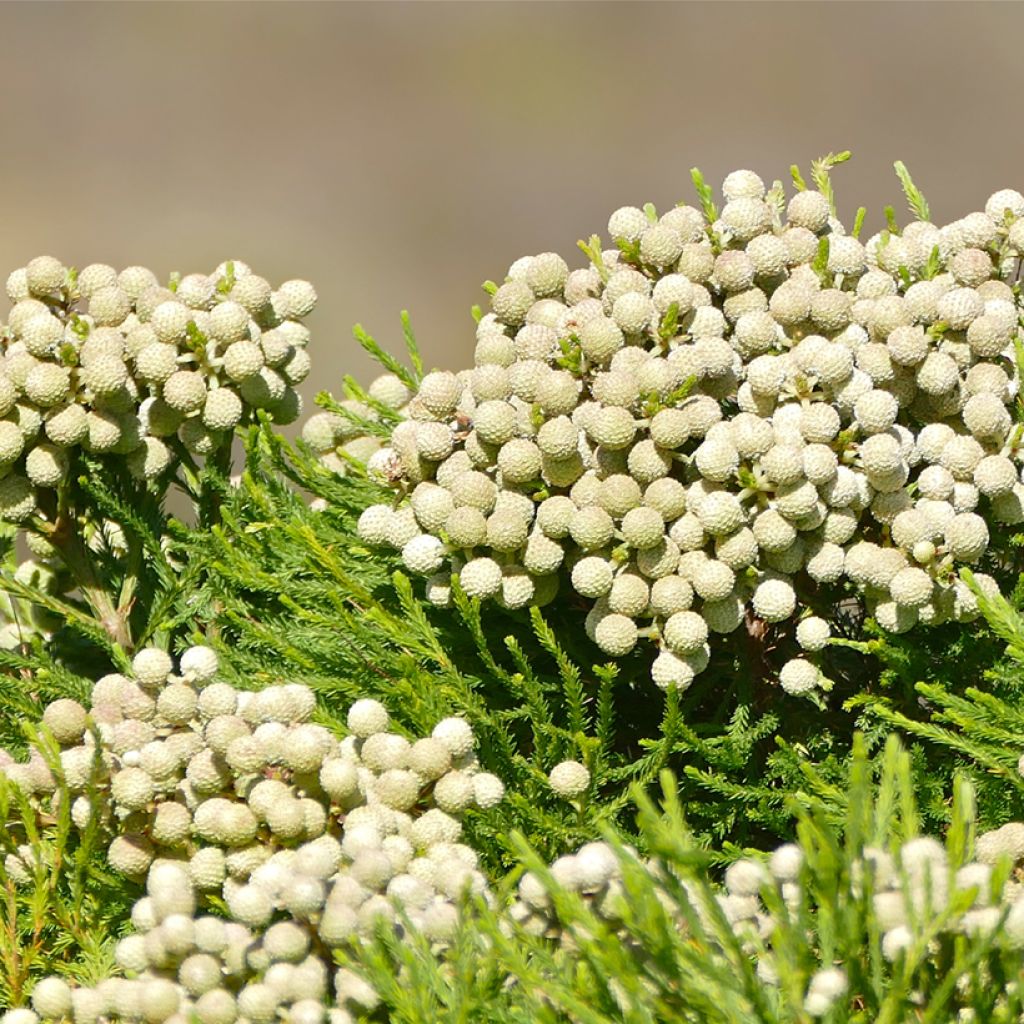 Berzelia lanuginosa - Buttonbush