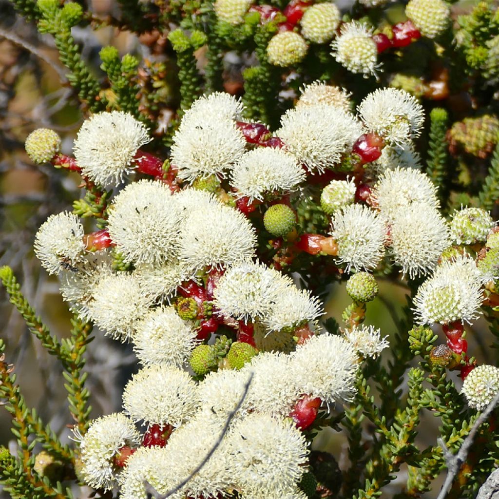 Berzelia lanuginosa - Buttonbush