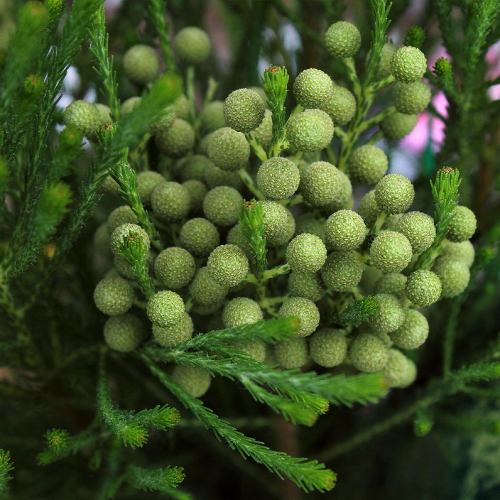 Berzelia lanuginosa - Buttonbush