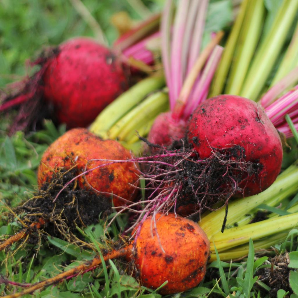 Betterave rouge Boldor - Beta vulgaris