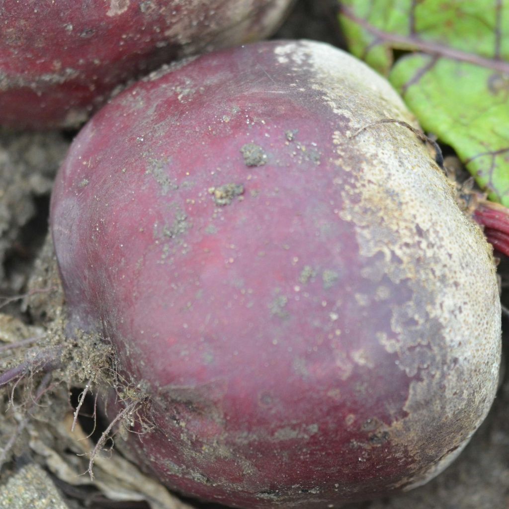 Betterave rouge Wodan F1 - Beta vulgaris