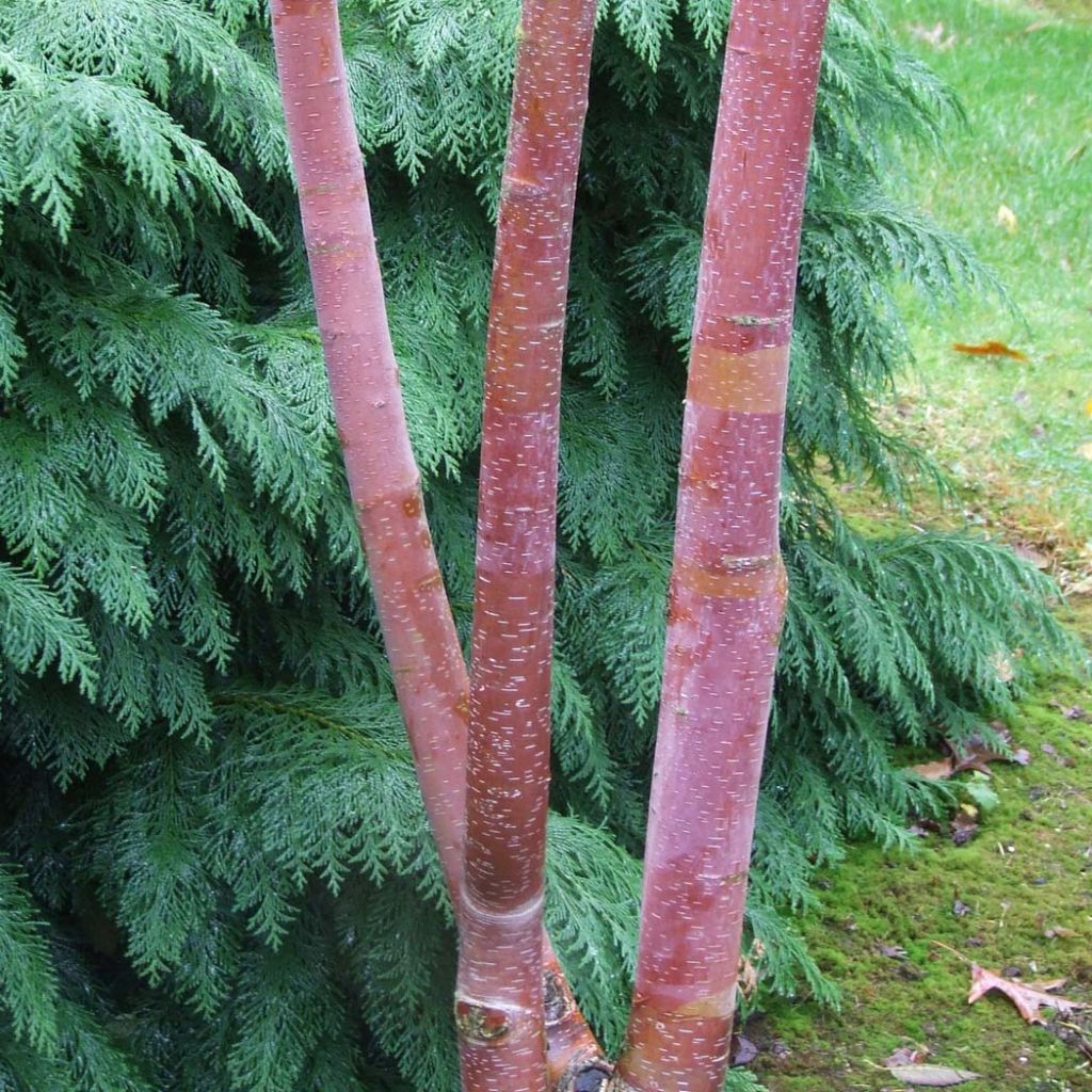 Betula albosinensis Blason - Bouleau de Chine