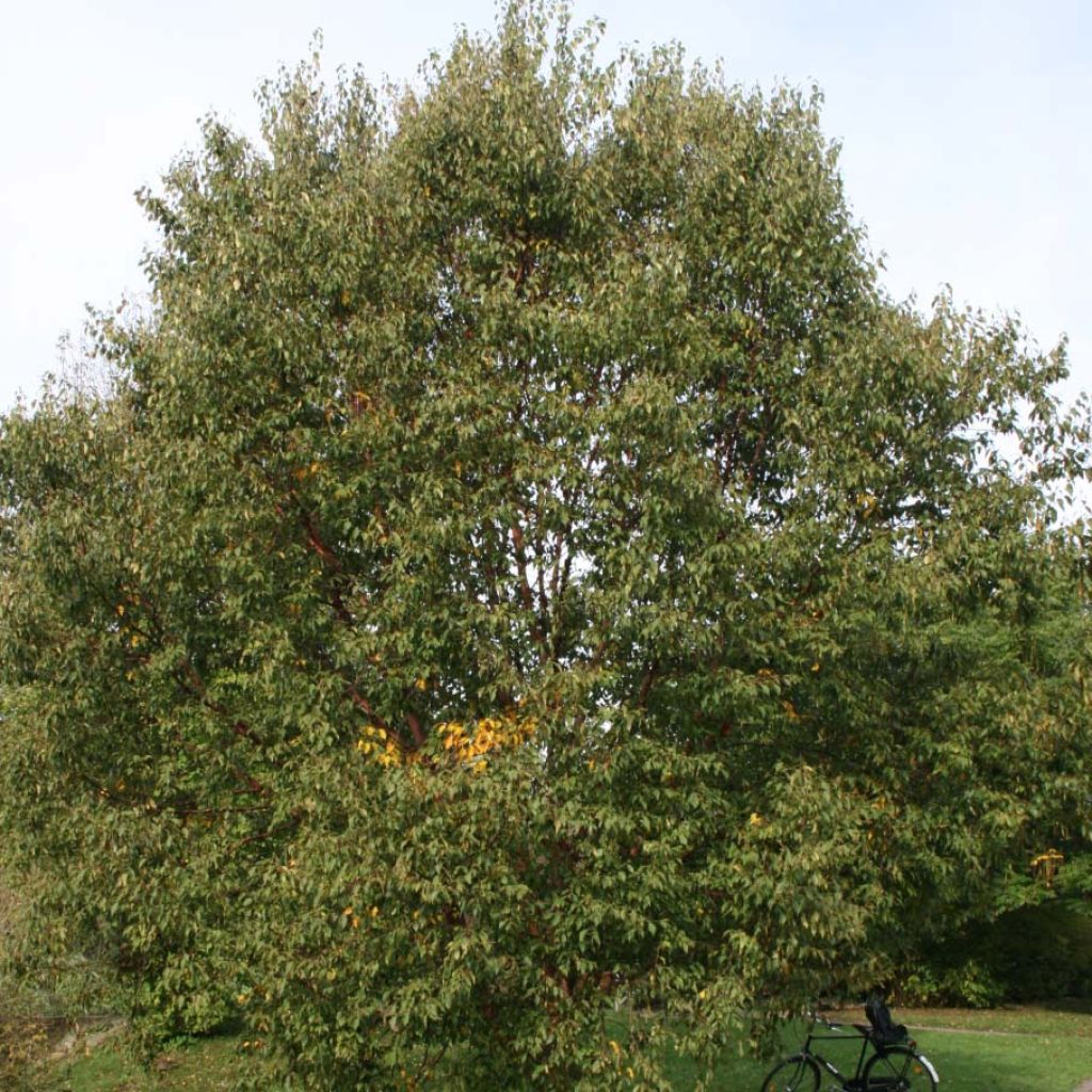 Betula albosinensis Blason - Bouleau de Chine