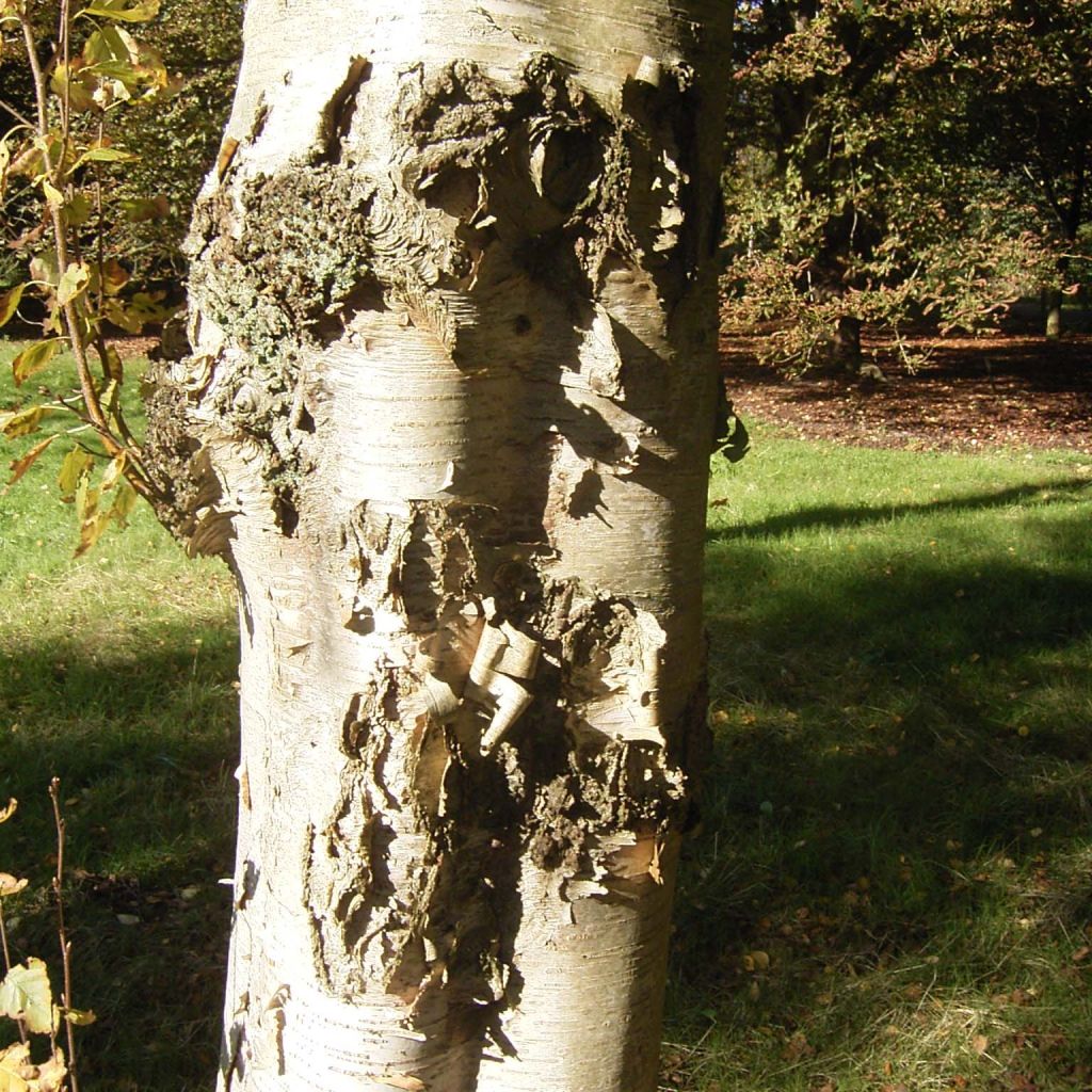 Abedul - Betula ermanii Holland