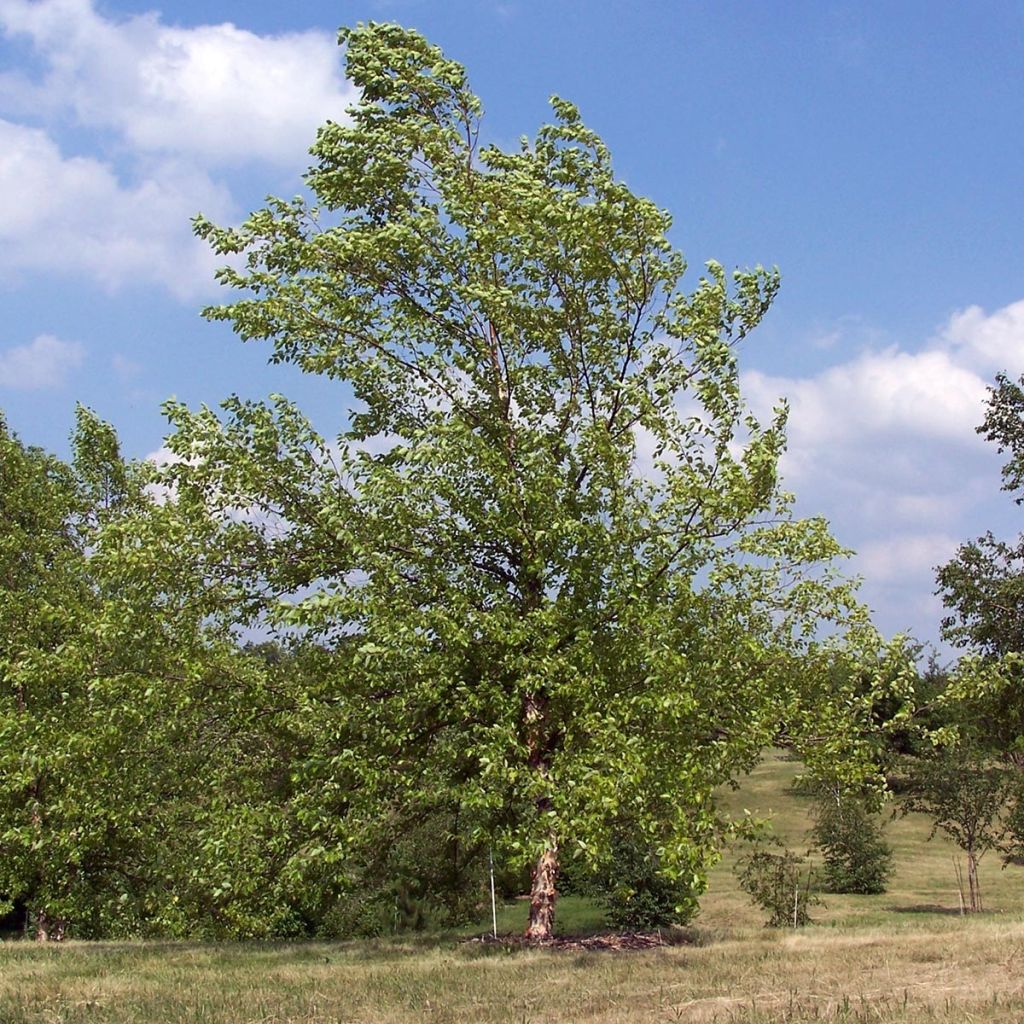 Abedul negro - Betula nigra