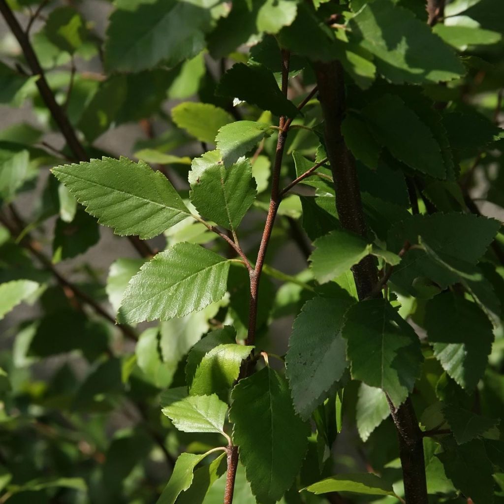 Abedul negro - Betula nigra