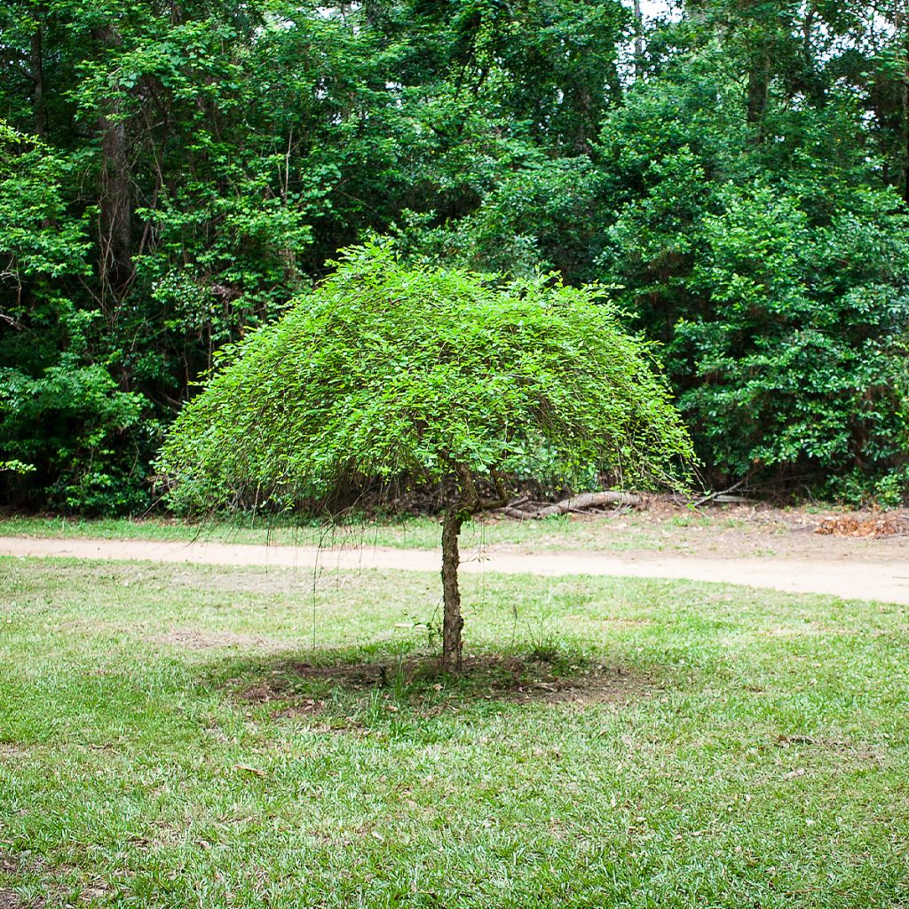 Abedul negro Summer Cascade