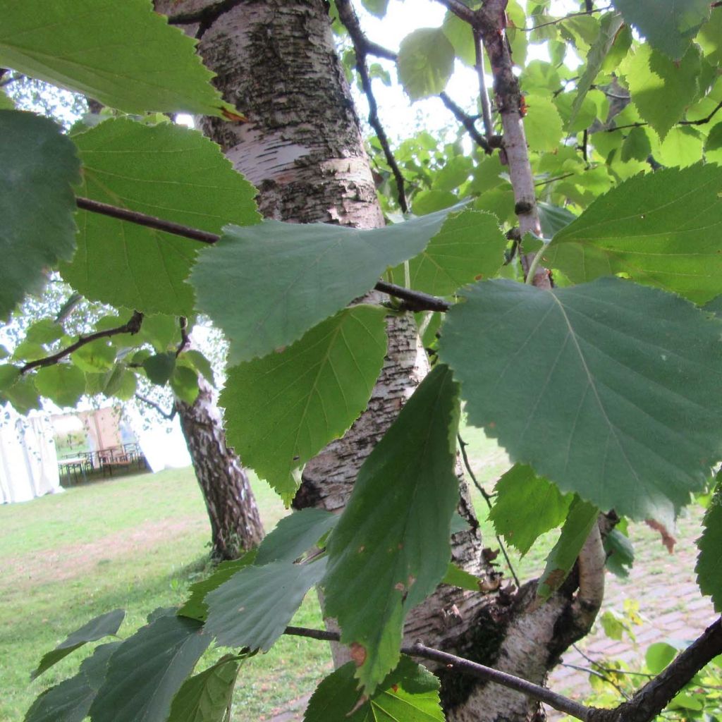 Betula papyrifera - Abedul papirífero​