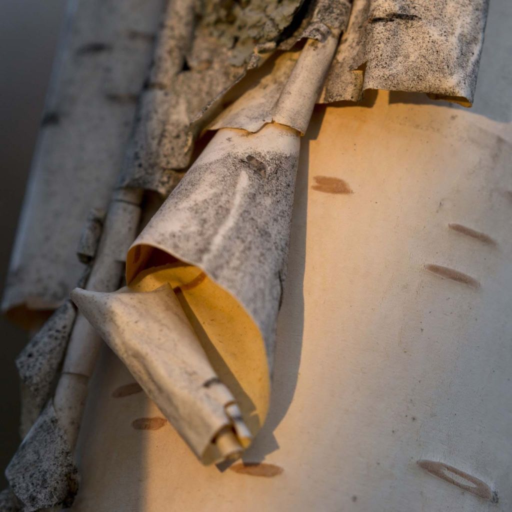 Betula papyrifera - Abedul papirífero​