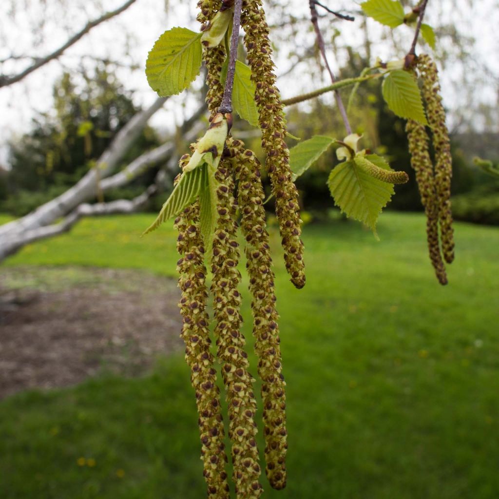 Betula papyrifera - Abedul papirífero​