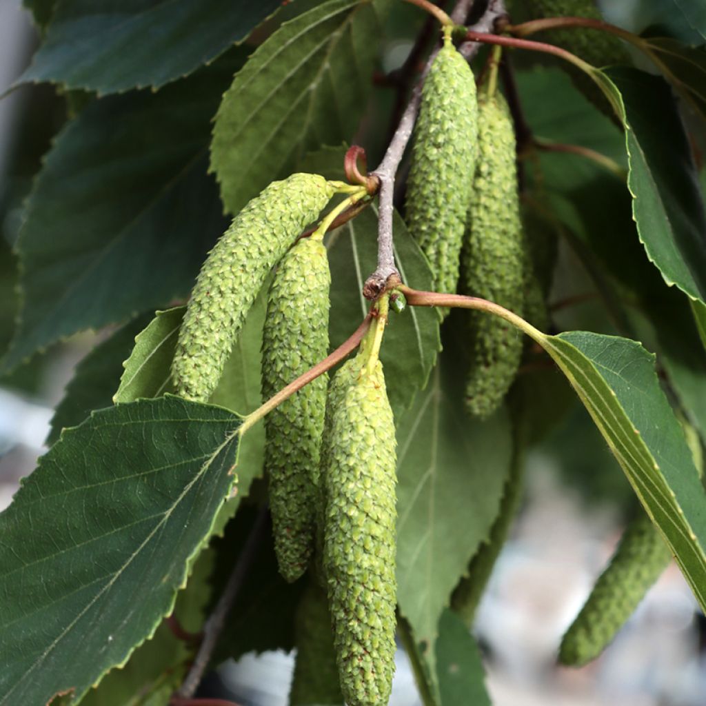 Betula papyrifera - Abedul papirífero​