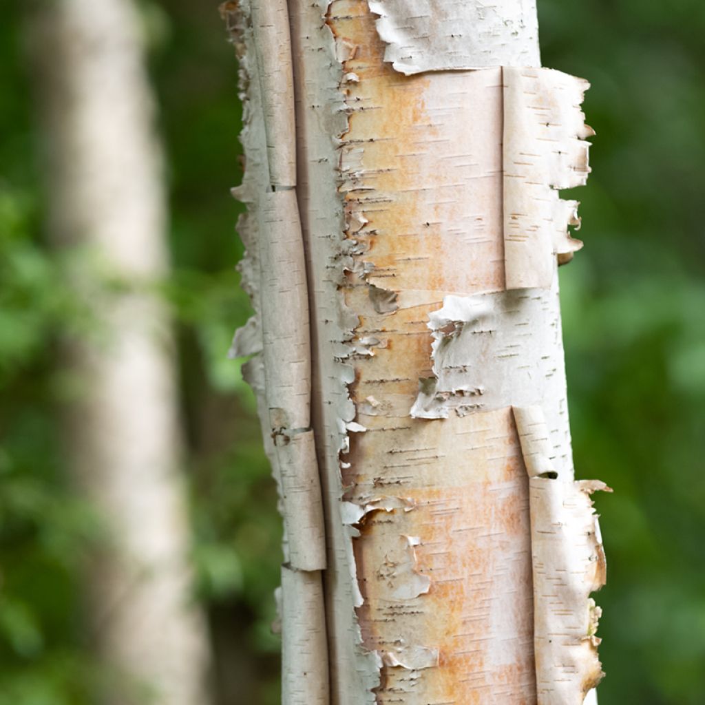 Betula papyrifera - Abedul papirífero​