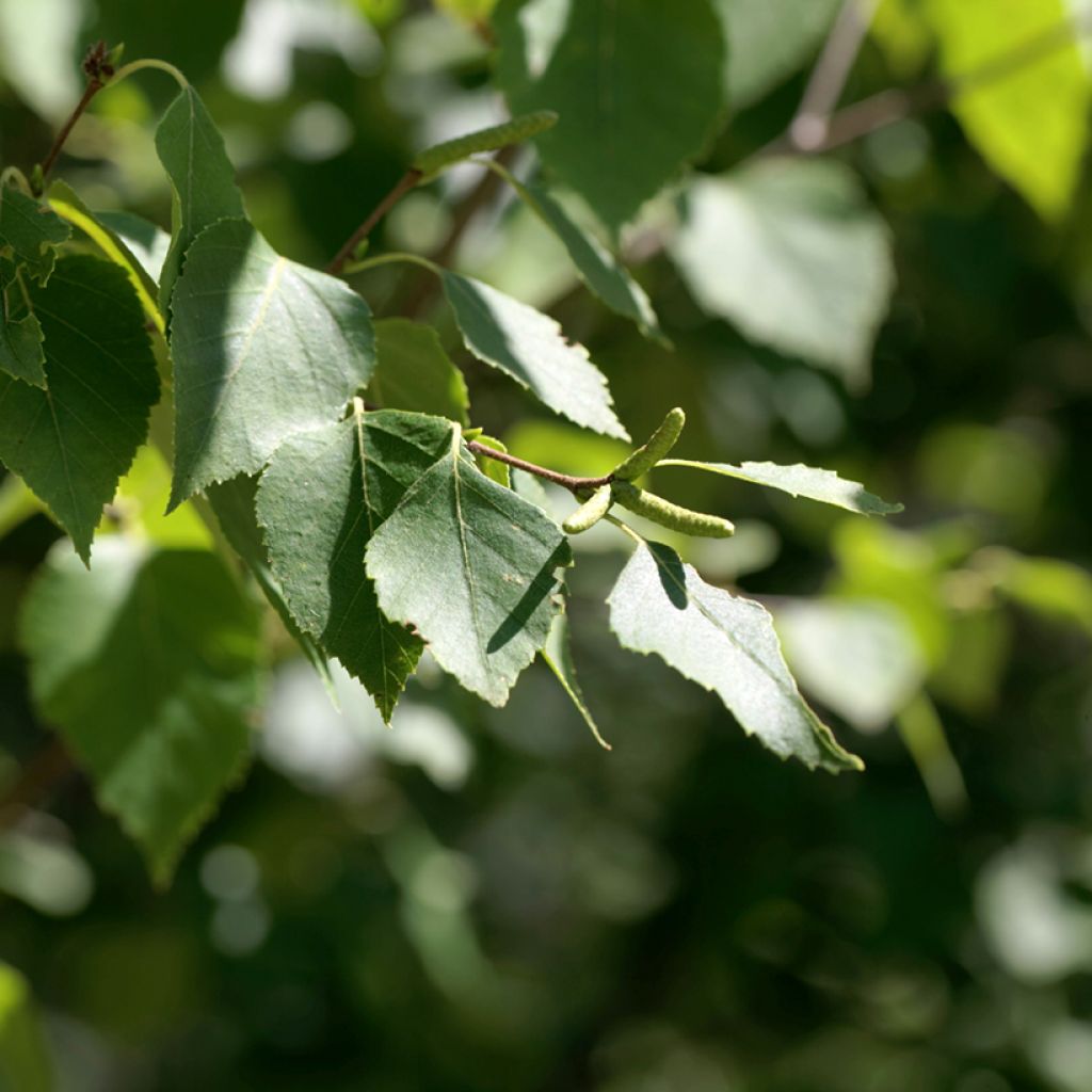 Betula papyrifera - Abedul papirífero​