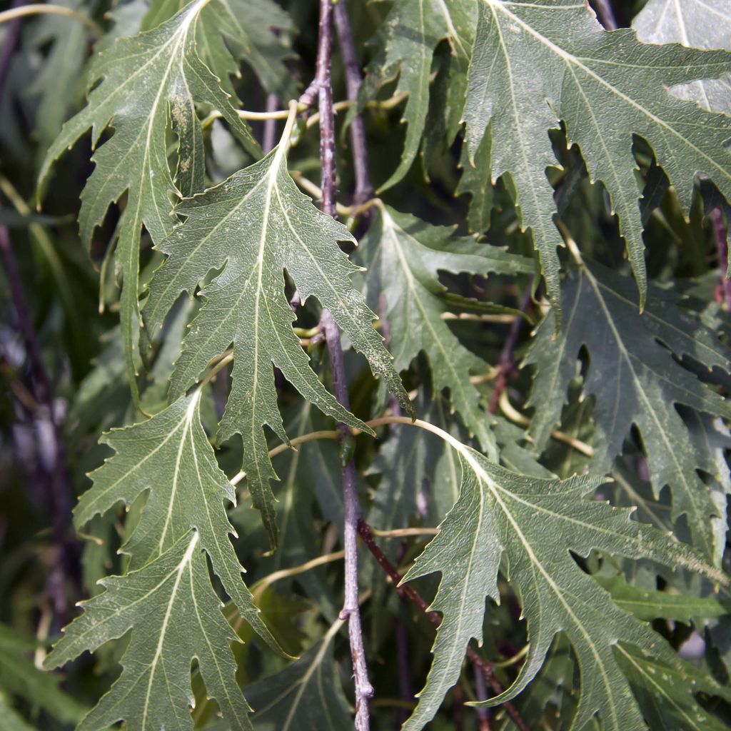 Abedul pendula Crispa