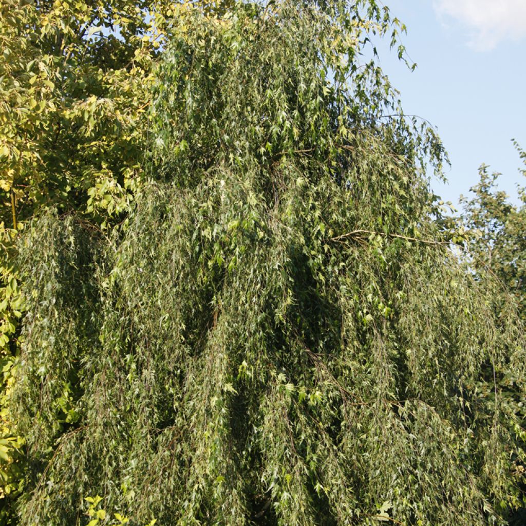 Bouleau pleureur - Betula pendula Gracilis