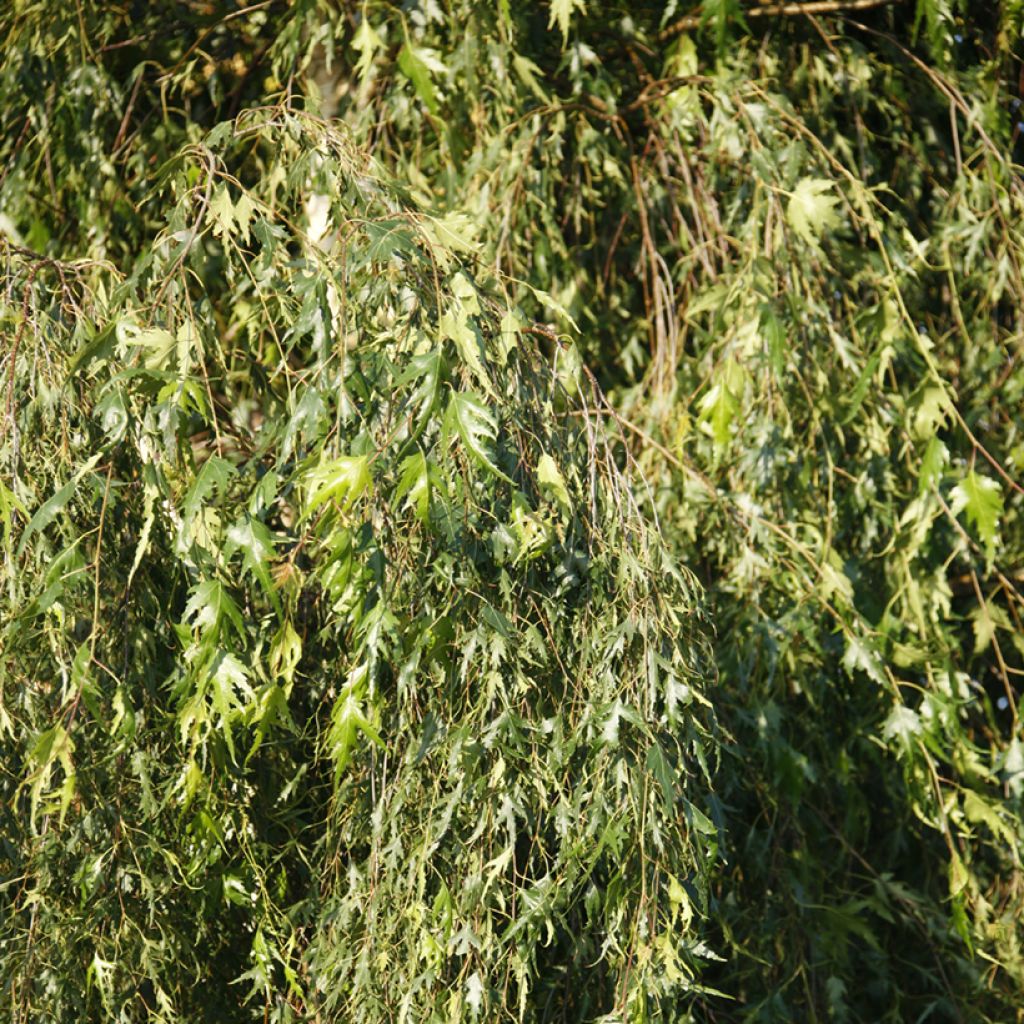 Bouleau pleureur - Betula pendula Gracilis